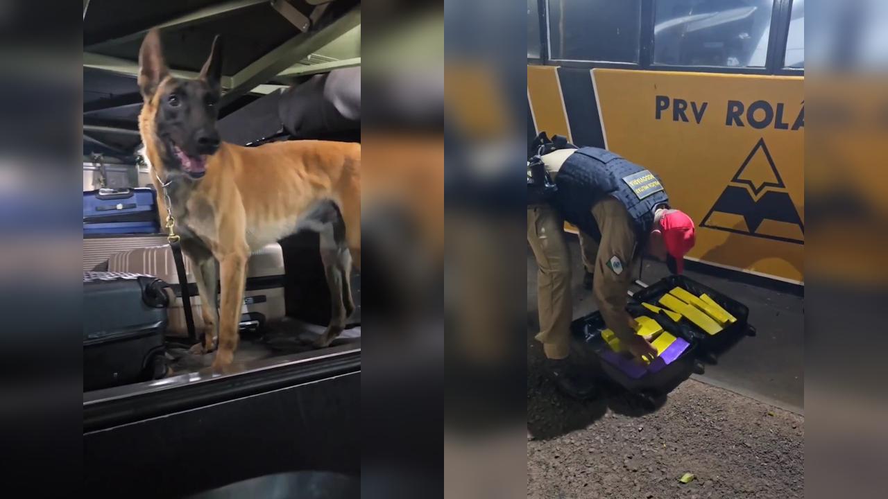 Cascavelense é detido em posse de drogas em ônibus interestadual em Rolândia