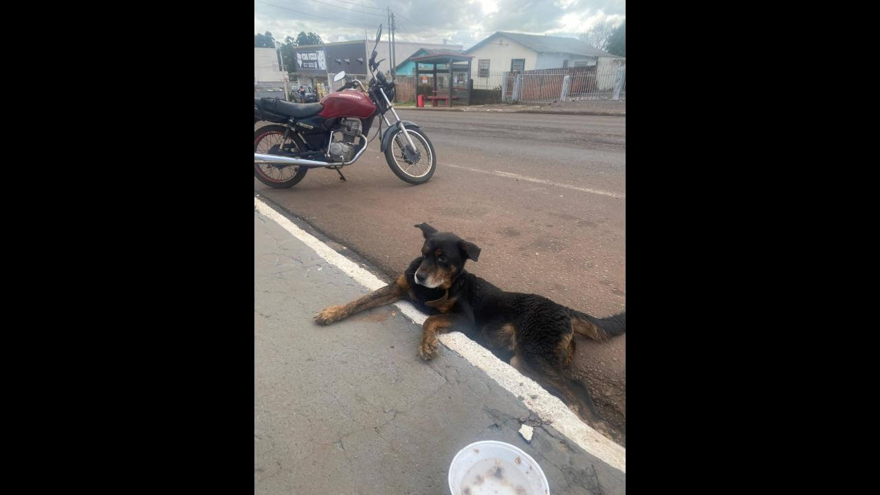 Cachorro é encontrado no bairro Periolo Cachorro é encontrado no bairro Periolo