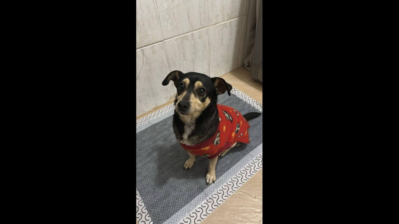 Cachorra é encontrada no bairro Country Cachorra é encontrada no bairro Country