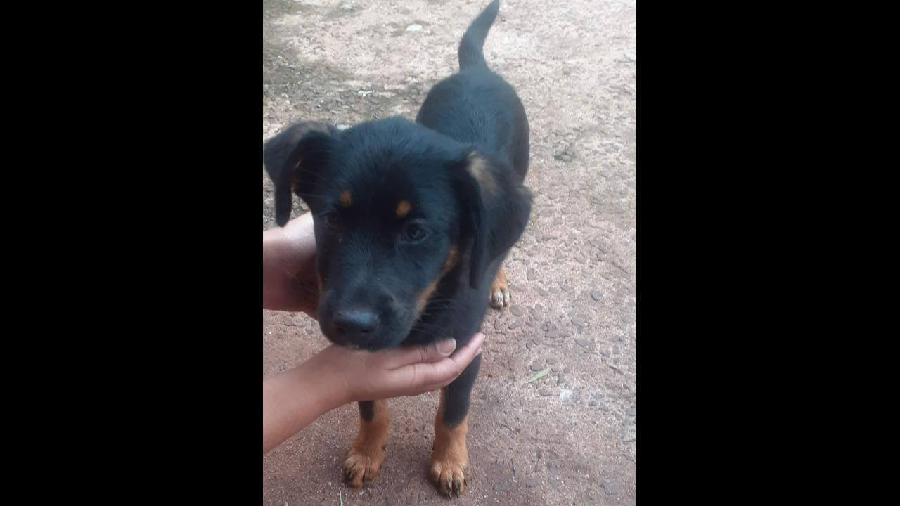 Cachorro é encontrado no bairro Esmeralda Cachorro é encontrado no bairro Esmeralda