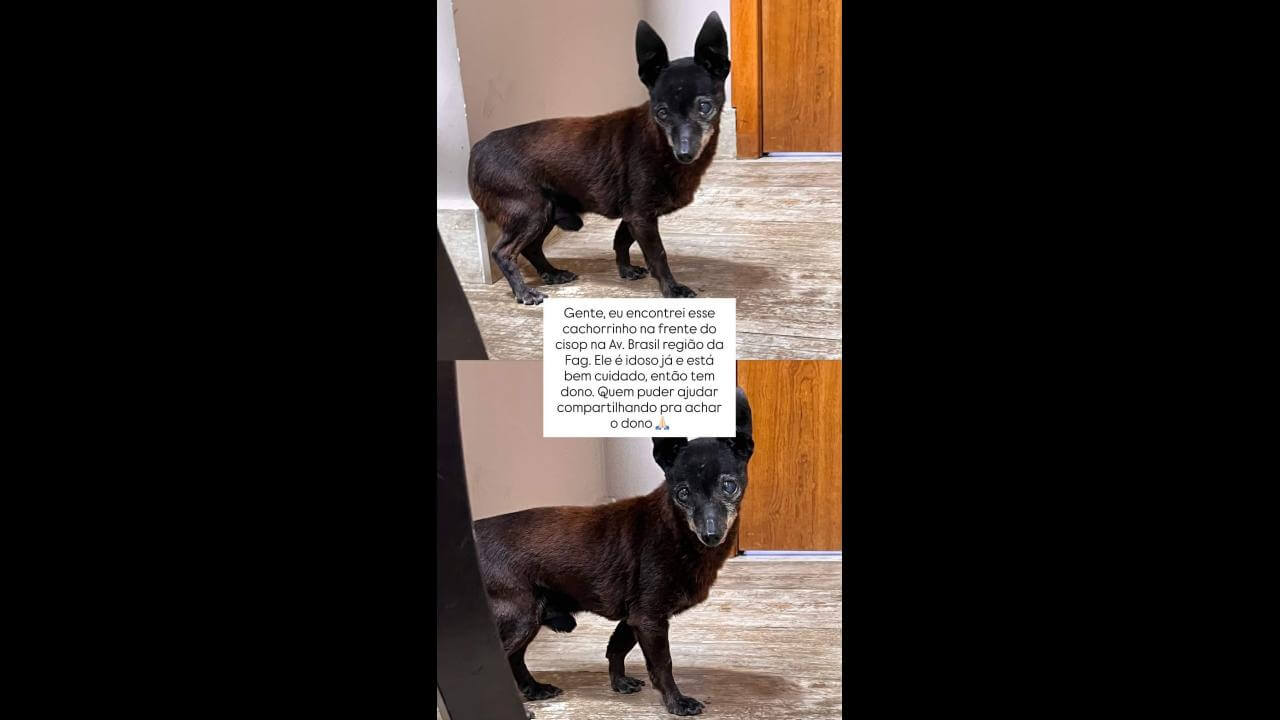 Cachorro é encontrado no bairro Fag Cachorro é encontrado no bairro Fag