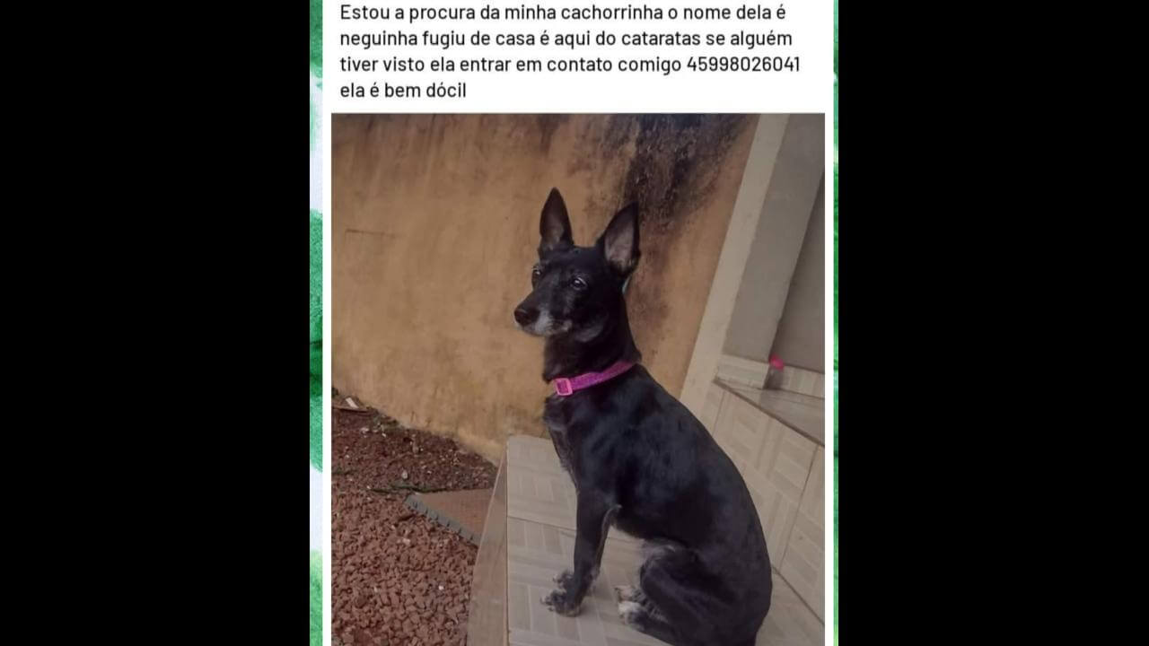 Cachorra Neguinha desapareceu no bairro Cataratas