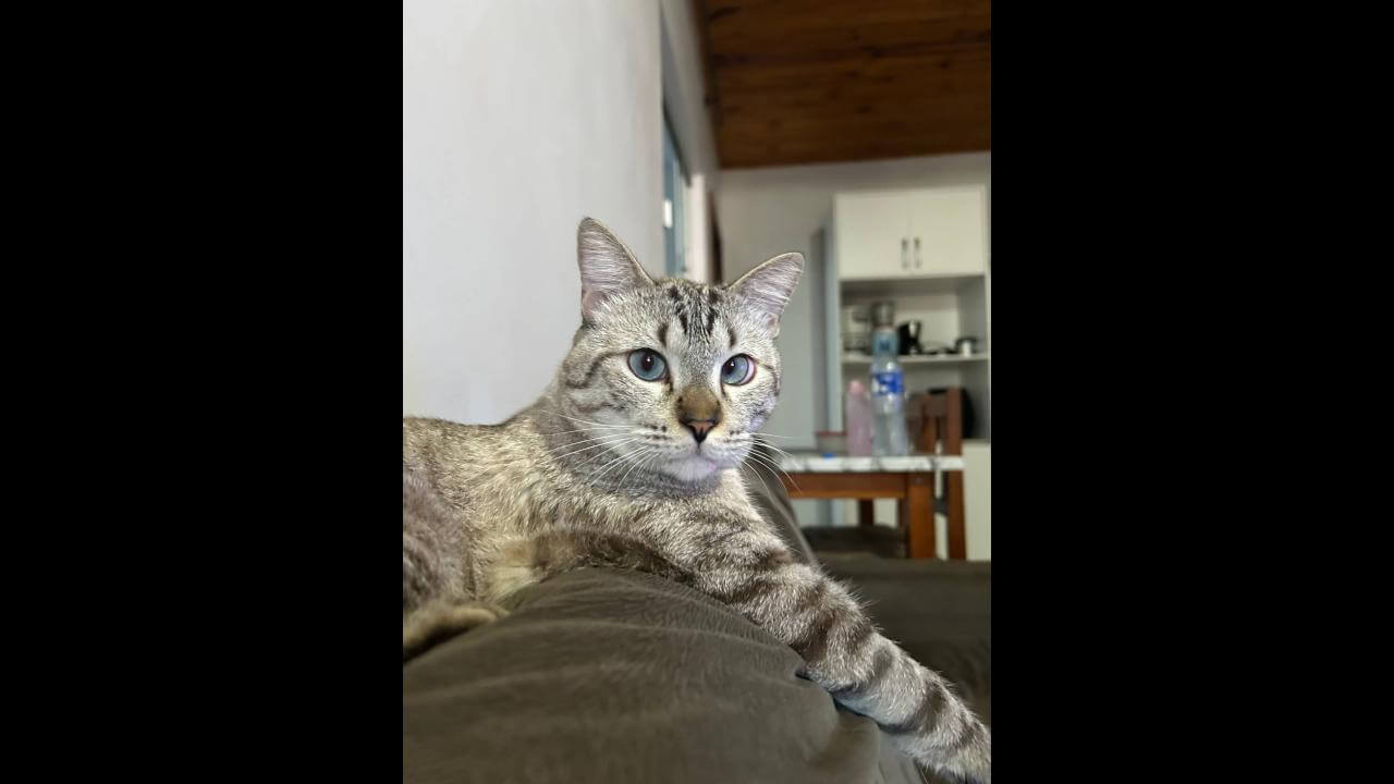 Gato Léo desapareceu no bairro Alto Alegre