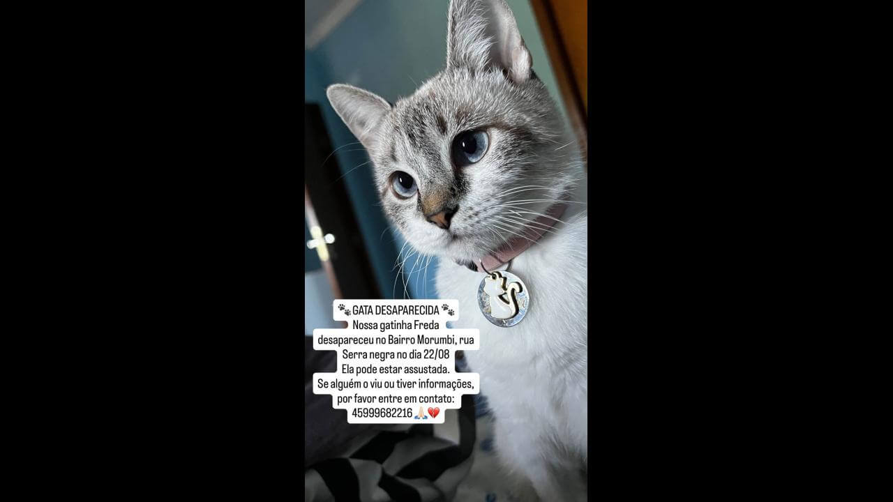 Gata Freda desapareceu no bairro Morumbi
