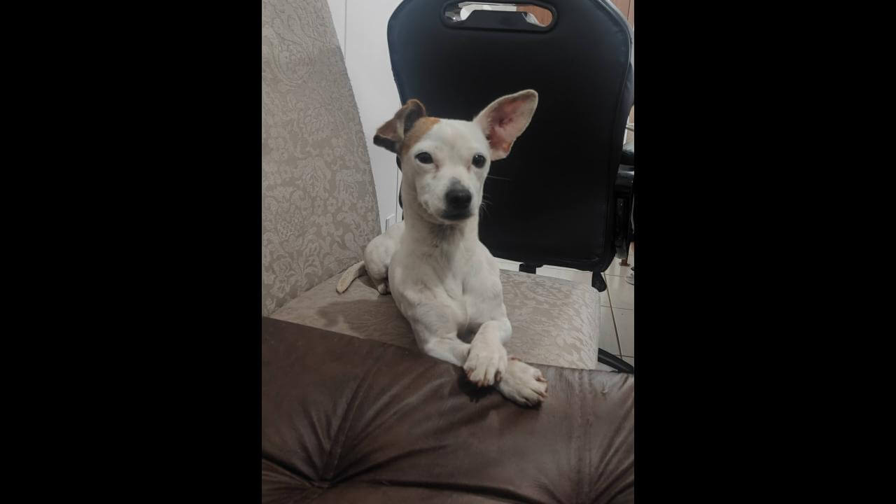 Cachorra é encontrada no bairro Universitário