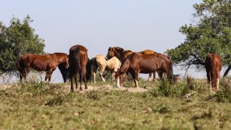Três pessoas tiveram encefalite equina venezuelana no AM, diz Fiocruz Três pessoas tiveram encefalite equina venezuelana no AM, diz Fiocruz
