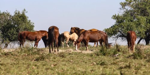 Imagem referente a Três pessoas tiveram encefalite equina venezuelana no AM, diz Fiocruz