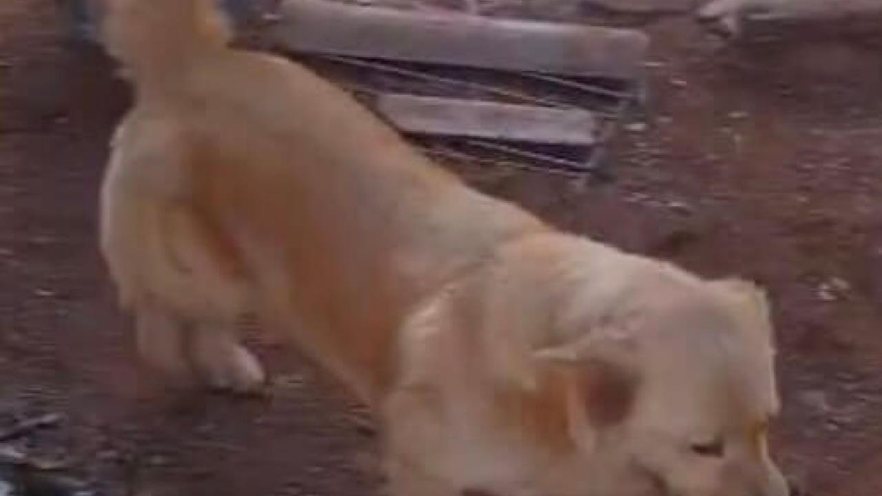 Cachorra Lessi desapareceu no bairro Brasília Cachorra Lessi desapareceu no bairro Brasília
