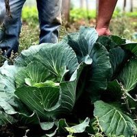 Imagem referente a Agricultura familiar receberá R$ 60 milhões para produção de bioinsumo