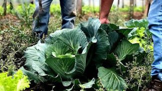 Agricultura familiar receberá R$ 60 milhões para produção de bioinsumo