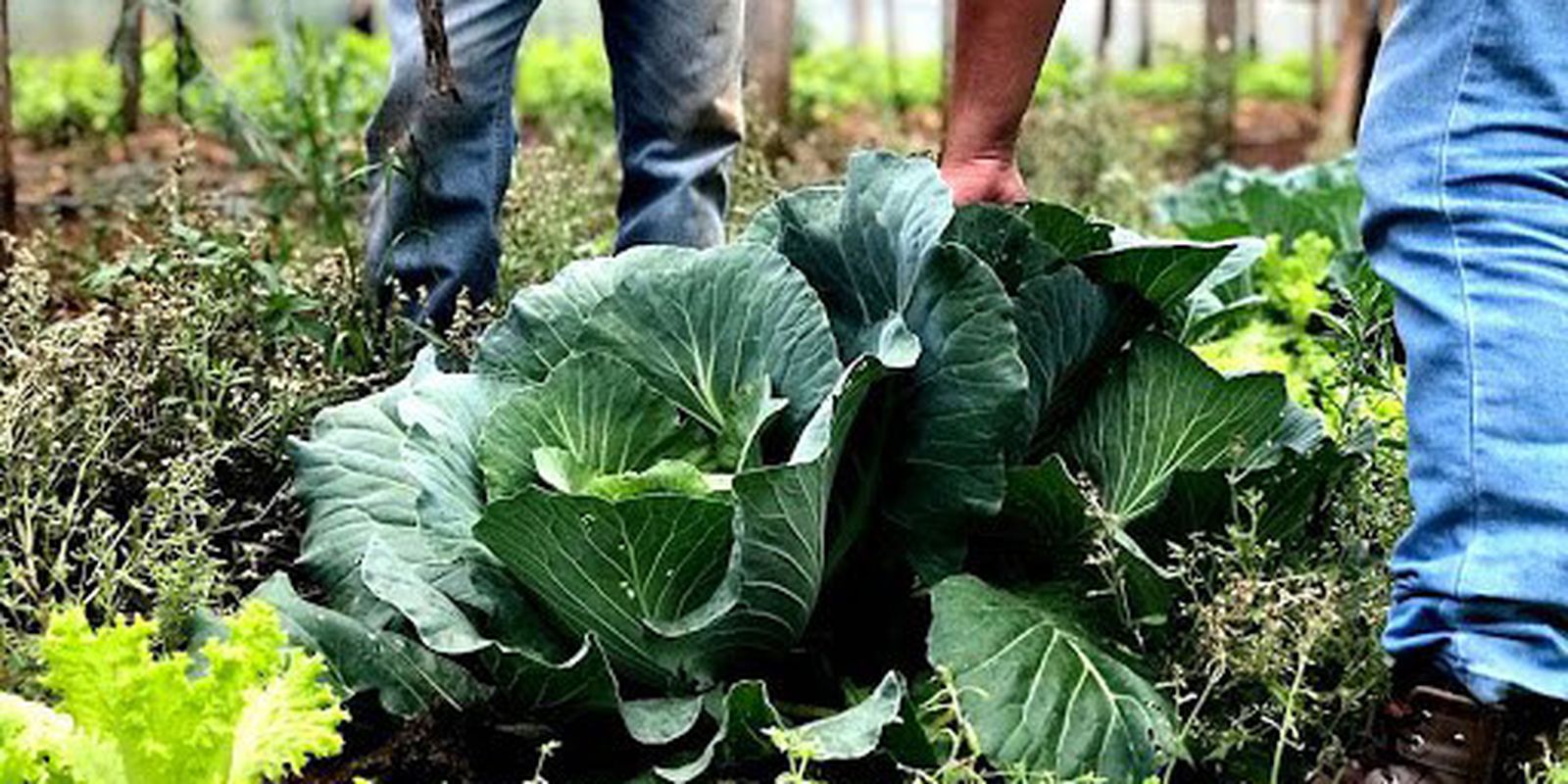 Agricultura Familiar e Turismo Rural Recebem Incentivo em Orçamento de 2026 em Cascavel