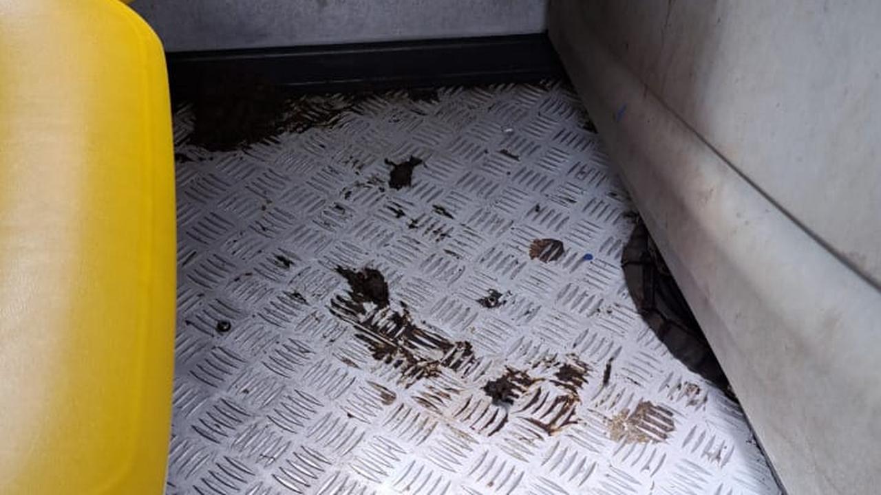 Passageiro não segura a dor de barriga e causa constrangimento em ônibus coletivo de Cascavel Passageiro não segura a dor de barriga e causa constrangimento em ônibus coletivo de Cascavel