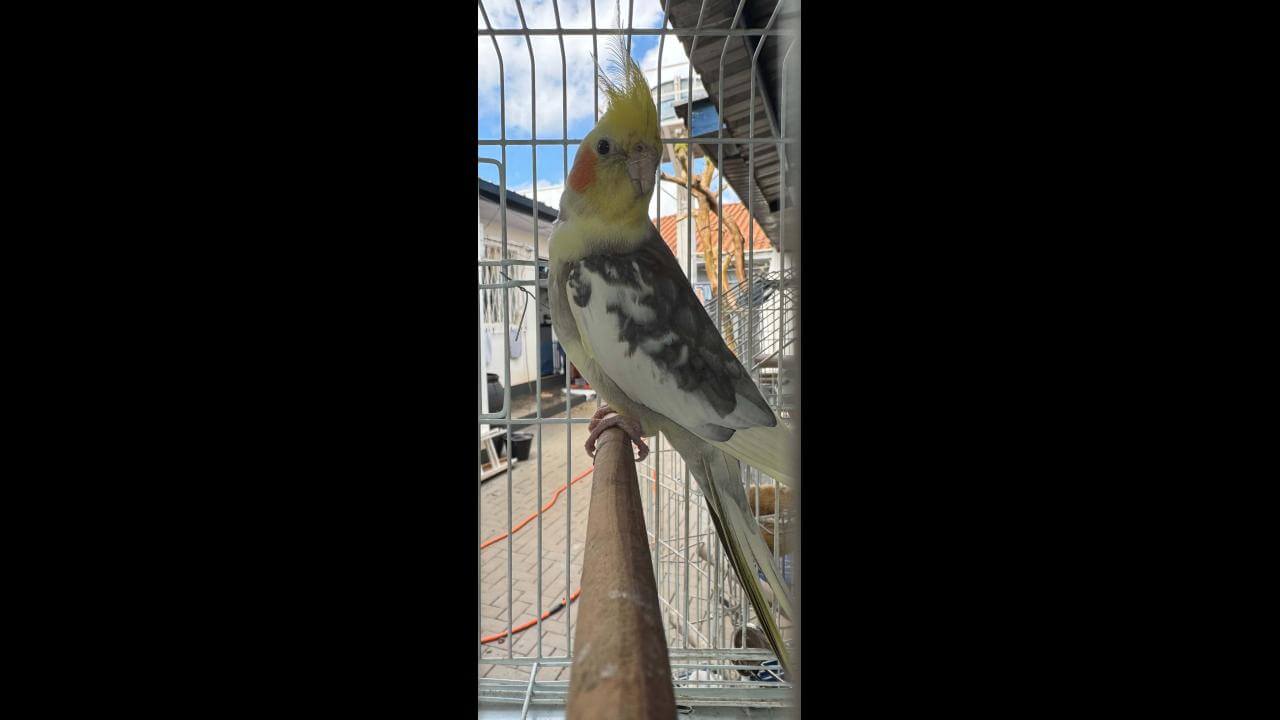 Calopsita é encontrado no bairro Nova York