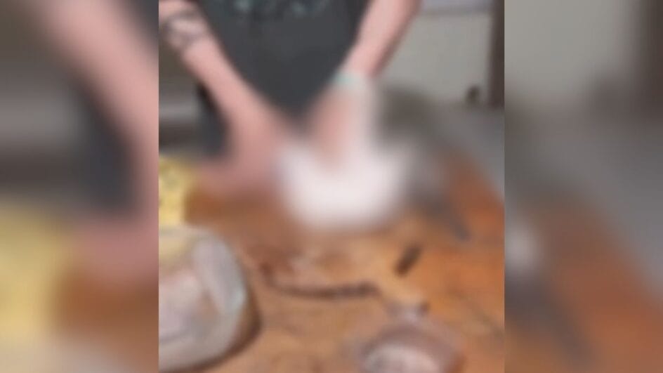 Homem é preso por matar e comer carnes de cachorros e gatos Homem é preso por matar e comer carnes de cachorros e gatos
