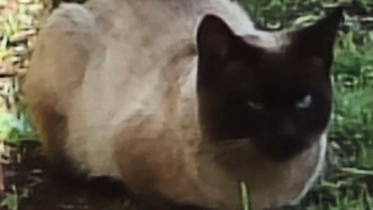 Gato é encontrado no bairro Pioneiros Catarinenses