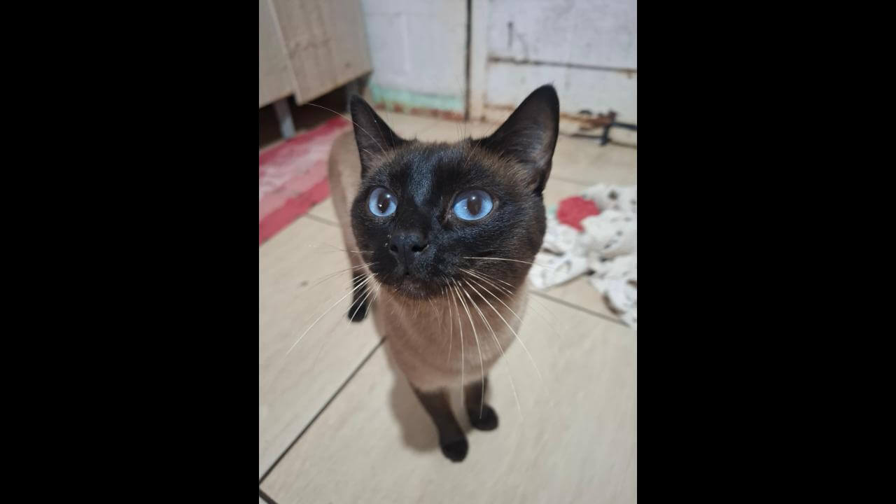Gato Bebê desapareceu no bairro Nova Cidade