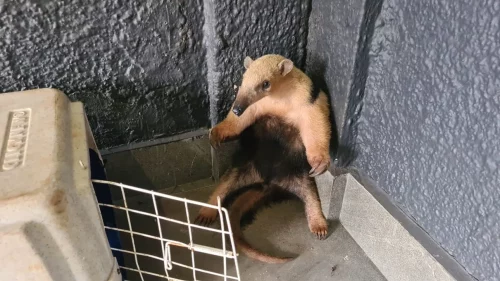Empresa tem visita de Tamanduá-mirim que é capturado e devolvido à natureza Imagem referente a Empresa tem visita de Tamanduá-mirim que é capturado e devolvido à natureza