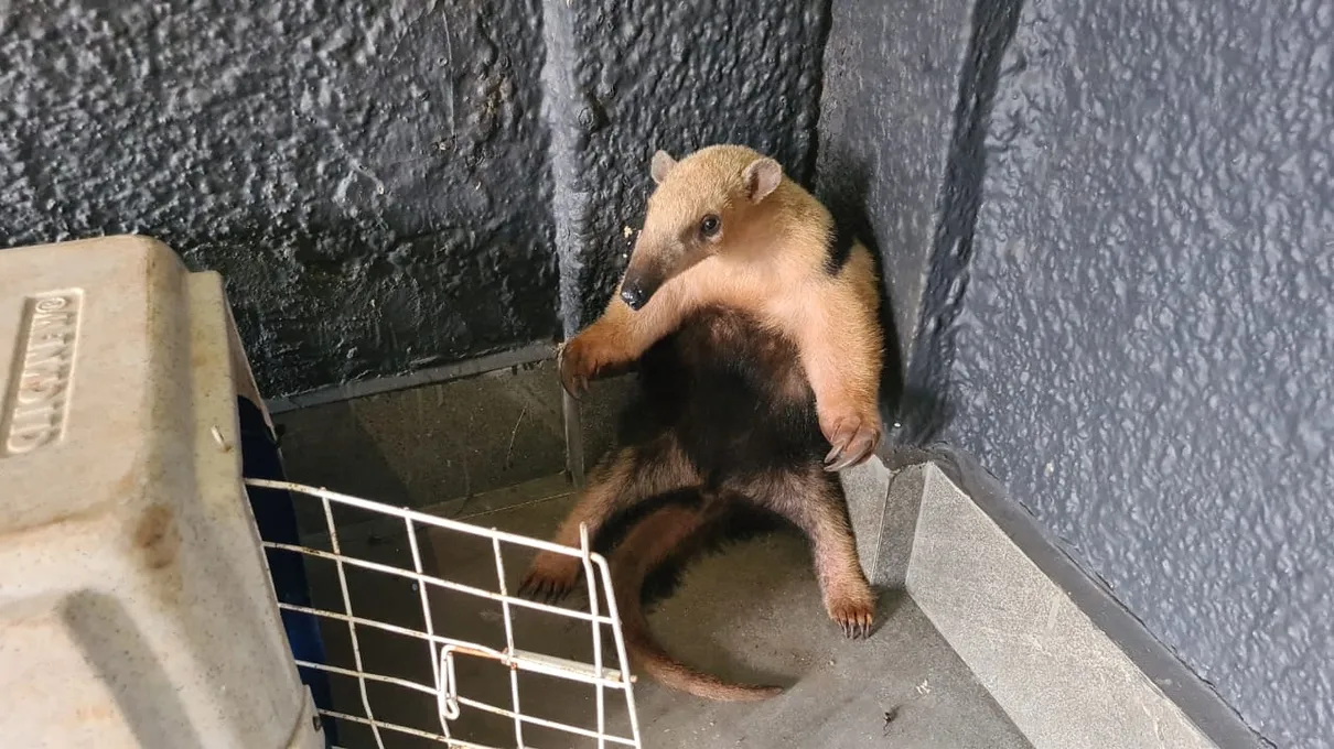 Empresa tem visita de Tamanduá-mirim que é capturado e devolvido à natureza Empresa tem visita de Tamanduá-mirim que é capturado e devolvido à natureza
