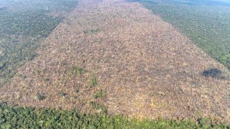 Desmatamento é responsável por mais de 28 mil mortes anuais por calor Desmatamento é responsável por mais de 28 mil mortes anuais por calor