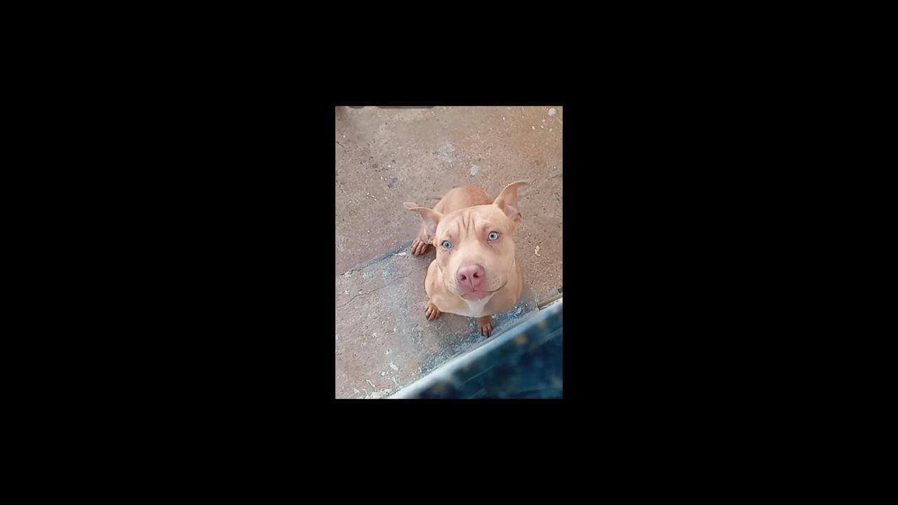 Cachorro Apollo desapareceu no bairro Belmonte