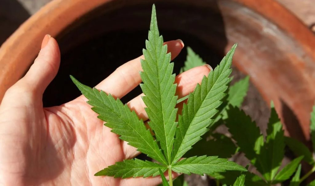 Morador do Paraná ganha na Justiça direito de plantar e usar maconha