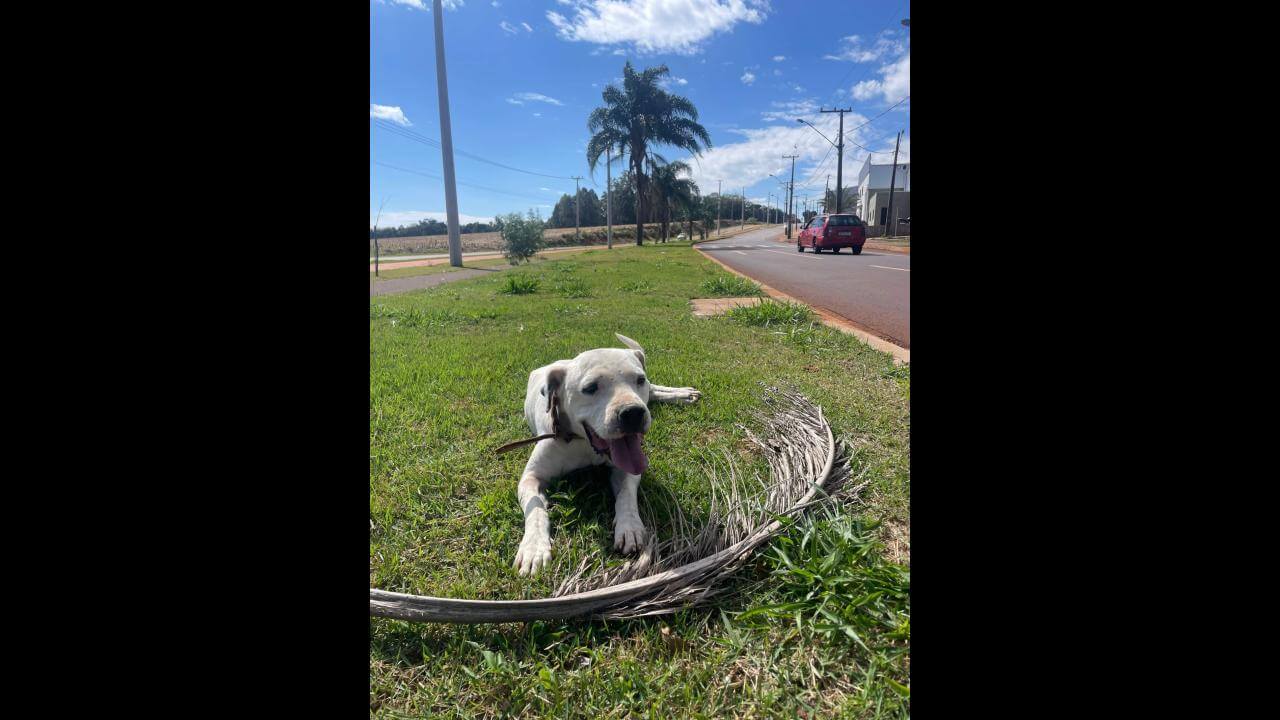 Cachorro Zeus desapareceu no bairro São Salvador