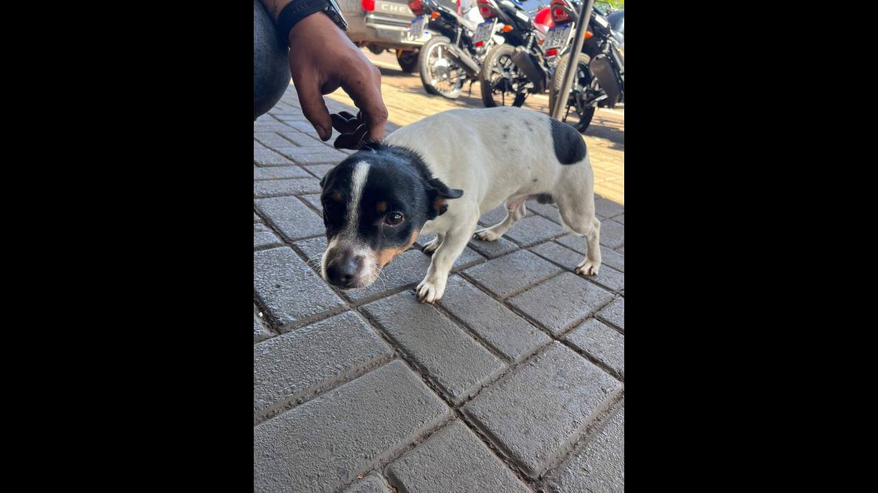 Cachorro é encontrado no bairro São Cristóvão