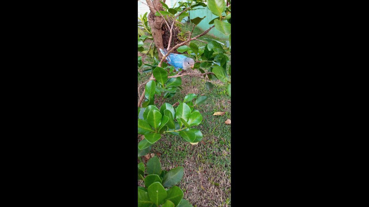 Periquito Zezinho desapareceu no bairro Brasília