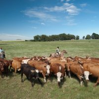 Imagem referente a Emissões de metano no Brasil em 2023 são 6% maiores do que em 2020