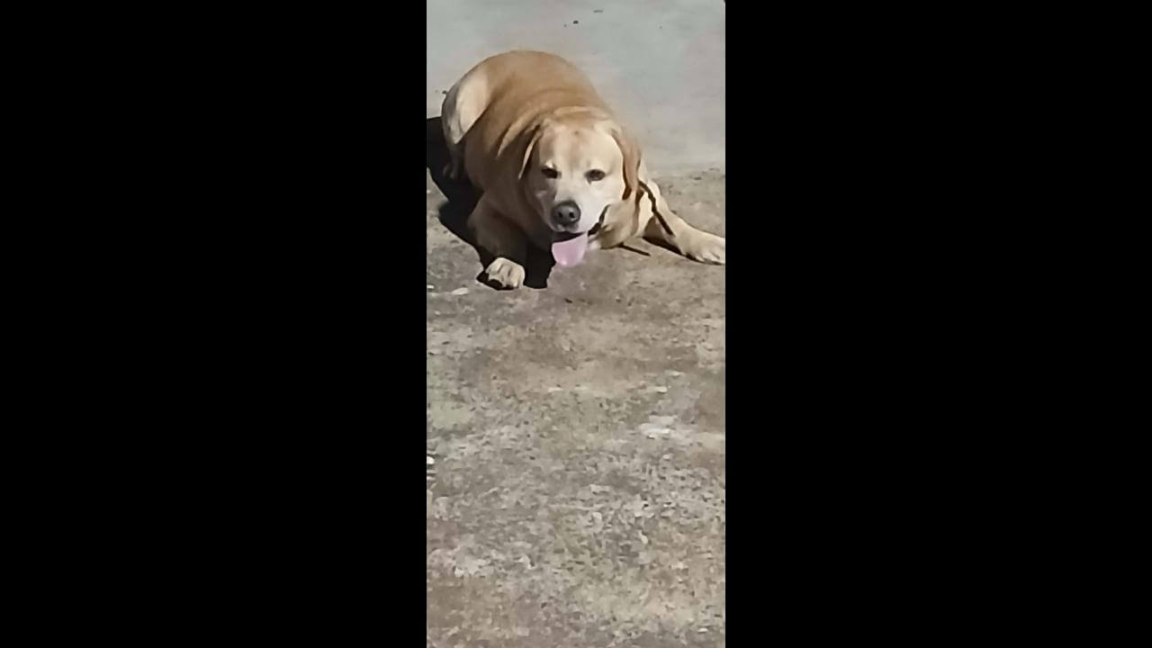 Cachorro é encontrado no bairro Universitário