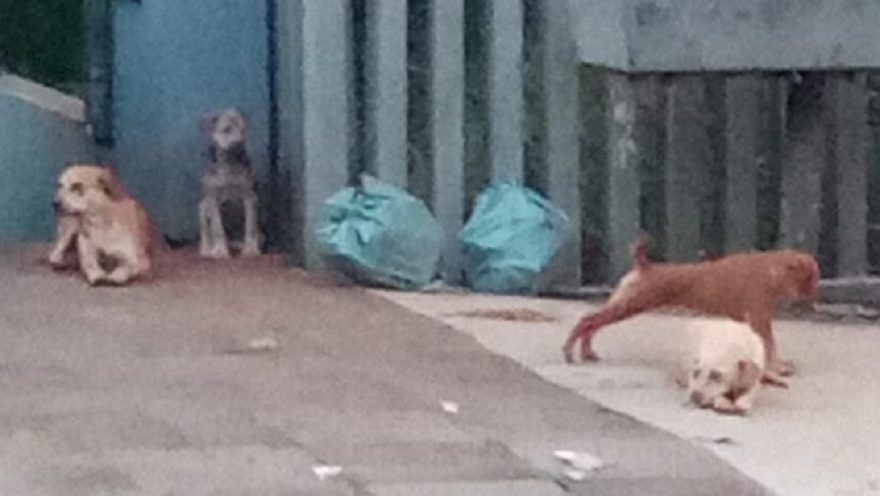 Internautas pedem ajuda para resgatar cachorros na Avenida Brasil