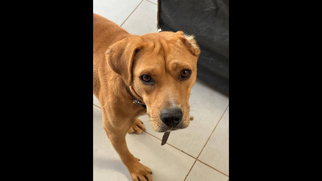 Cachorro Betoven desapareceu no bairro Interlagos