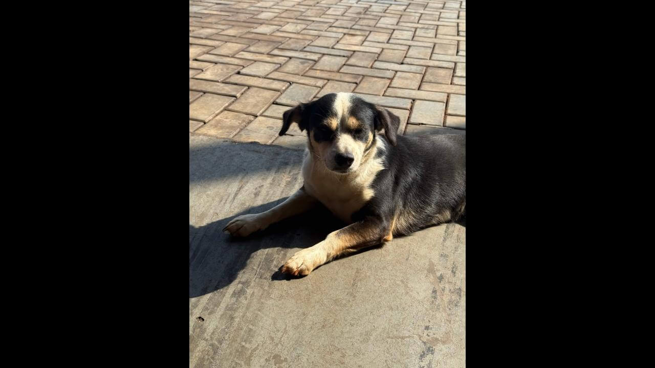 Cachorro é encontrado no bairro Floresta