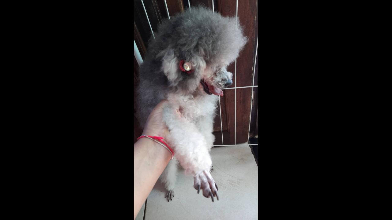 Cachorra é encontrada no bairro Alto Alegre