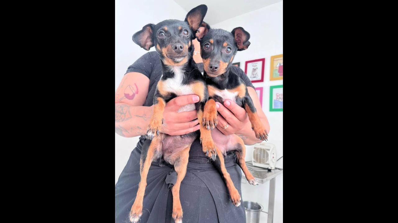 Cachorra é encontrada no bairro Maria Luiza