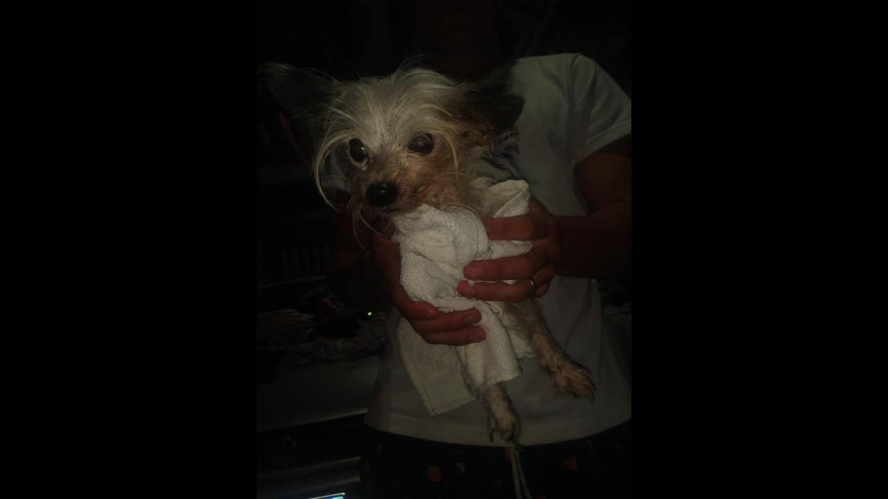 Cachorra é encontrada no bairro Universitário