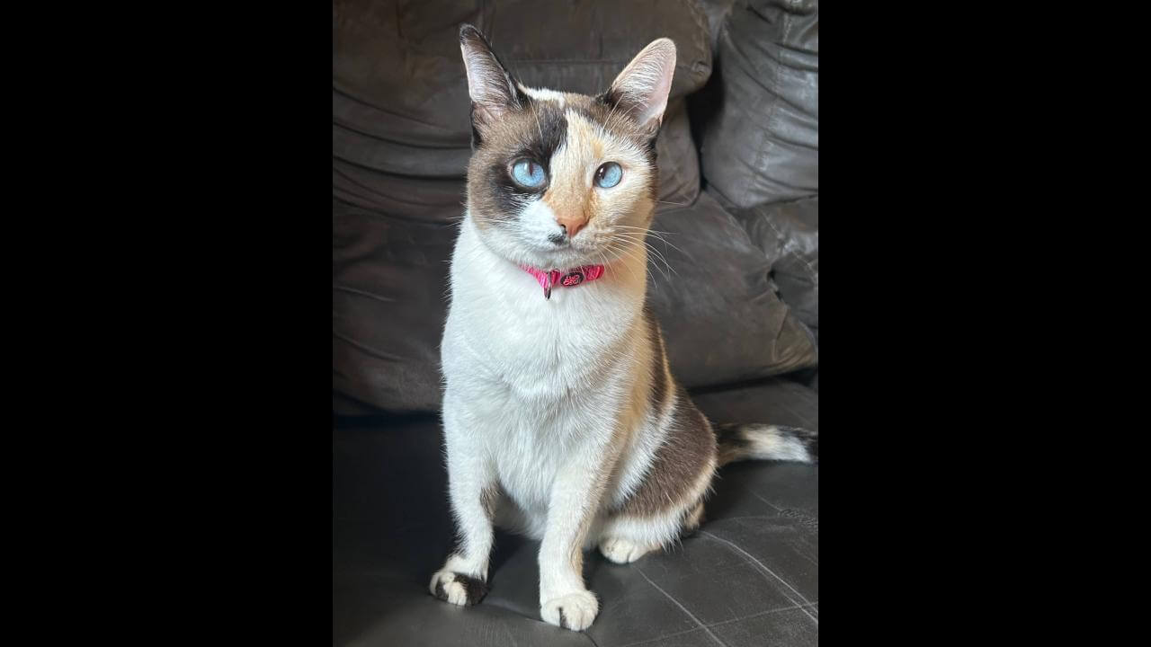 Gata Cali desapareceu no bairro Universitário