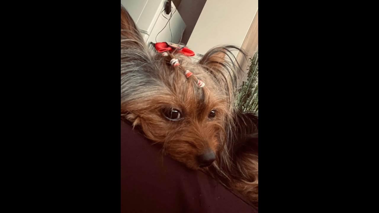 Cachorra Amora desapareceu no bairro Alto Alegre