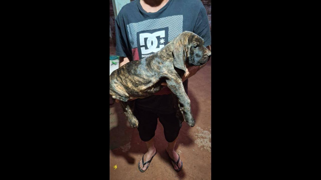 Cachorro Rafri desapareceu no bairro Santa Cruz
