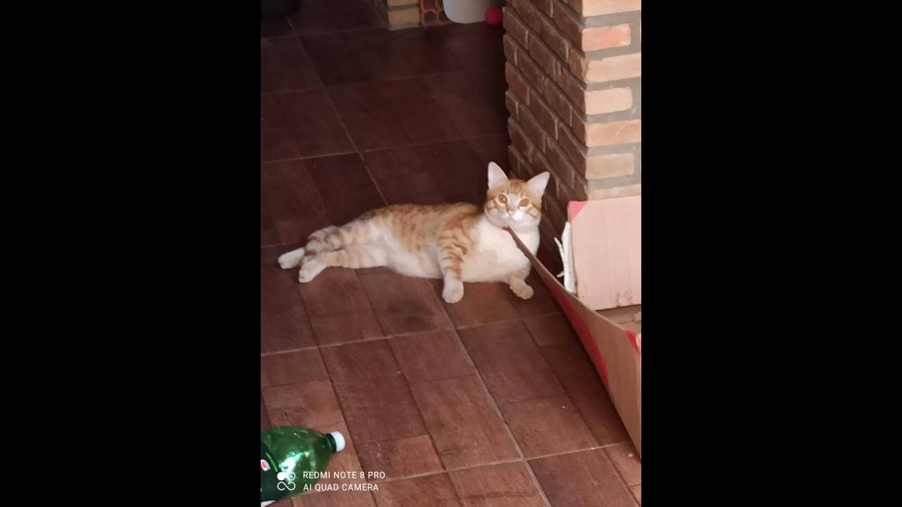 Gato é encontrado no bairro Esmeralda
