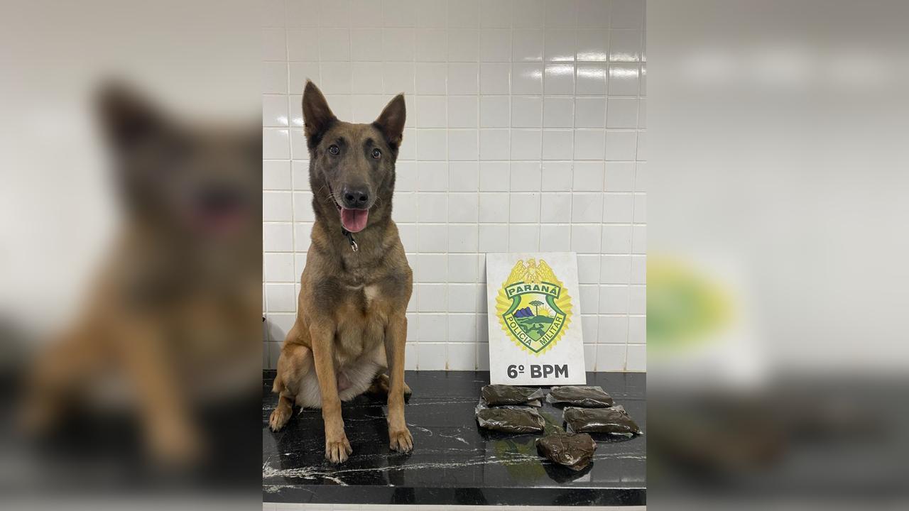 K9 da PM flagra passageira com mais de 1 kg de haxixe em ônibus na BR-277 em Cascavel