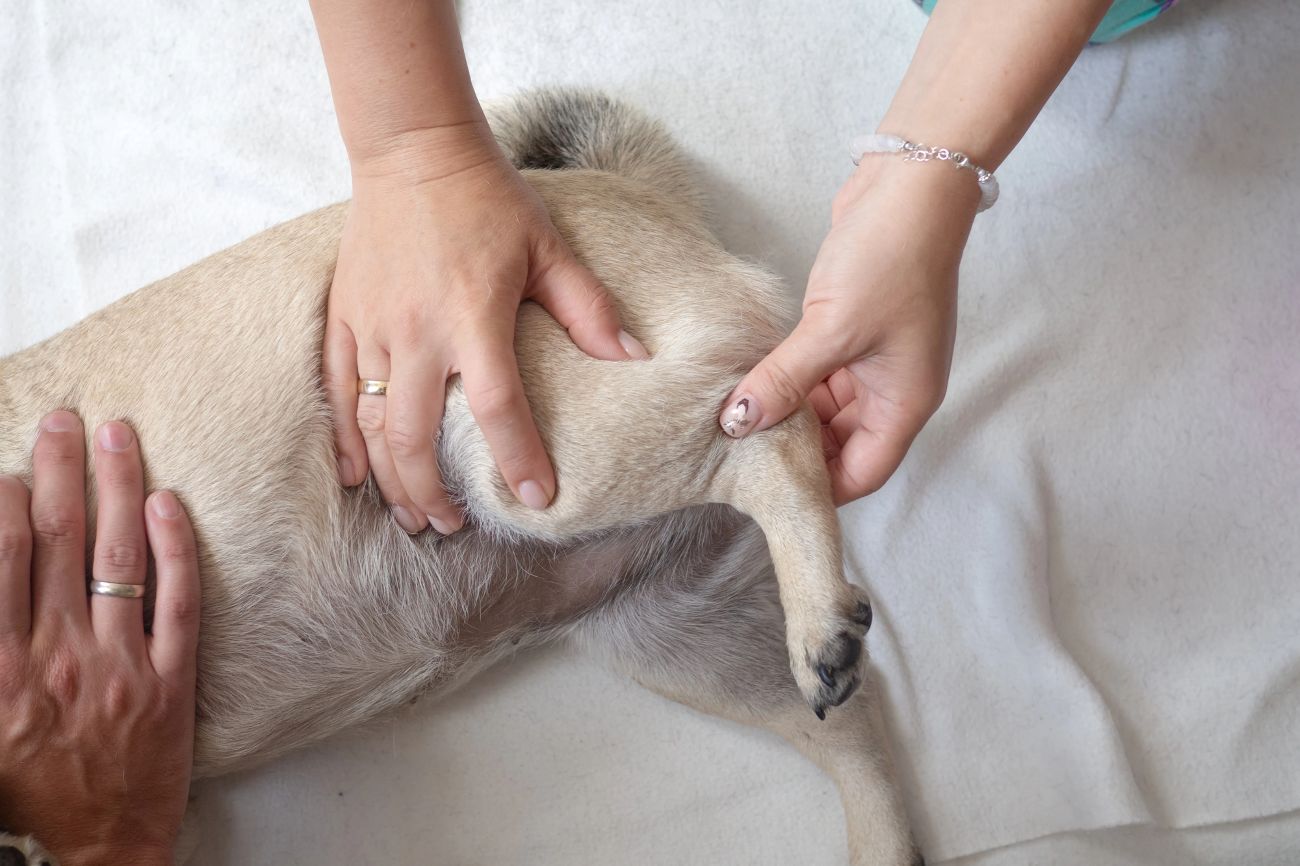 Coleirinha, a cachorrinha atropelada em Cascavel, terá fisioterapia paga por motorista