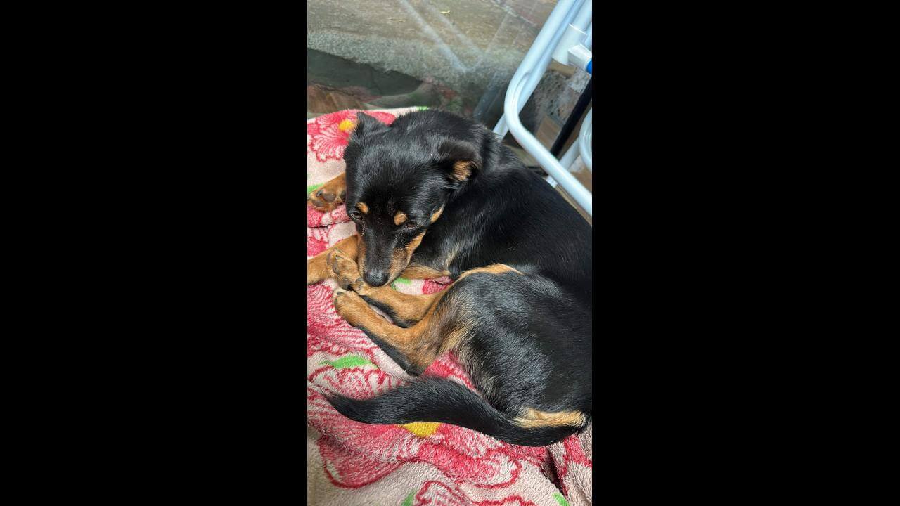 Cachorro é encontrado no bairro Tarumã
