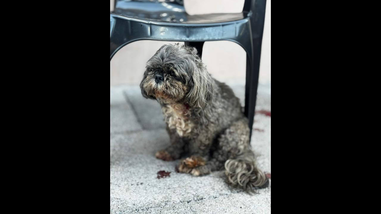 Cachorro é encontrado no bairro Brasmadeira