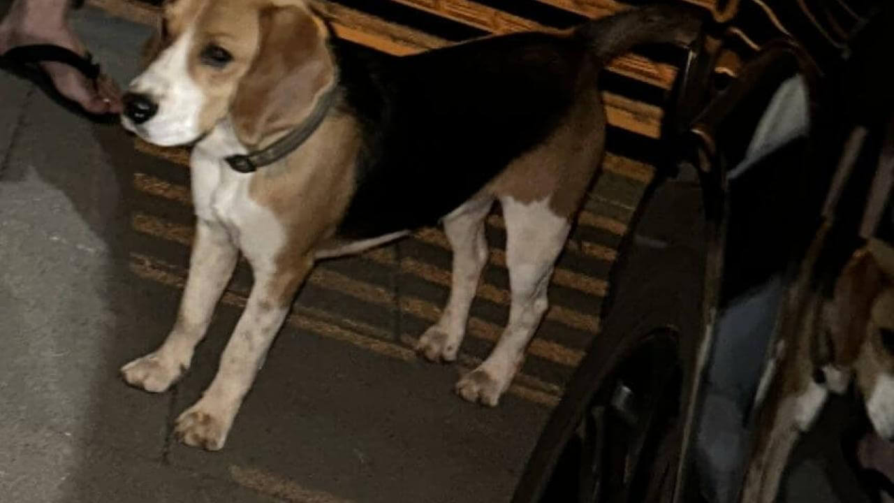 Cachorro é encontrado no bairro Pacaembu