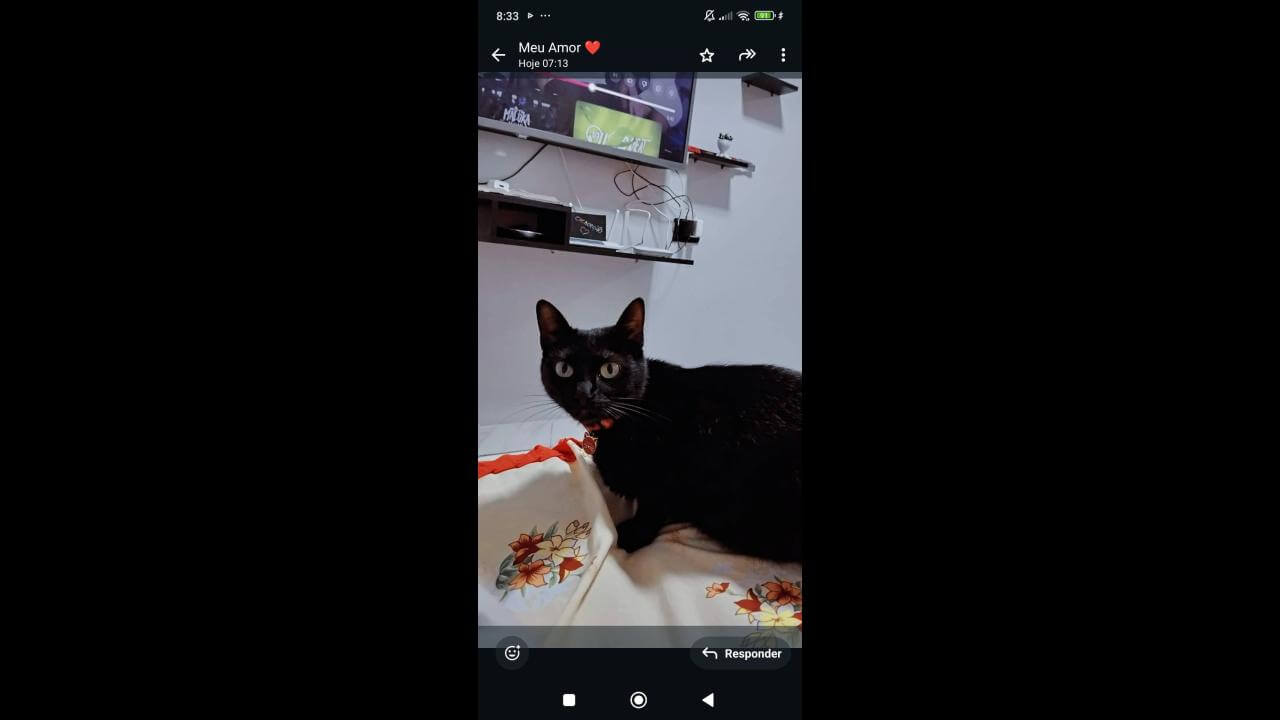 Gata Ravena desapareceu no bairro Esmeralda