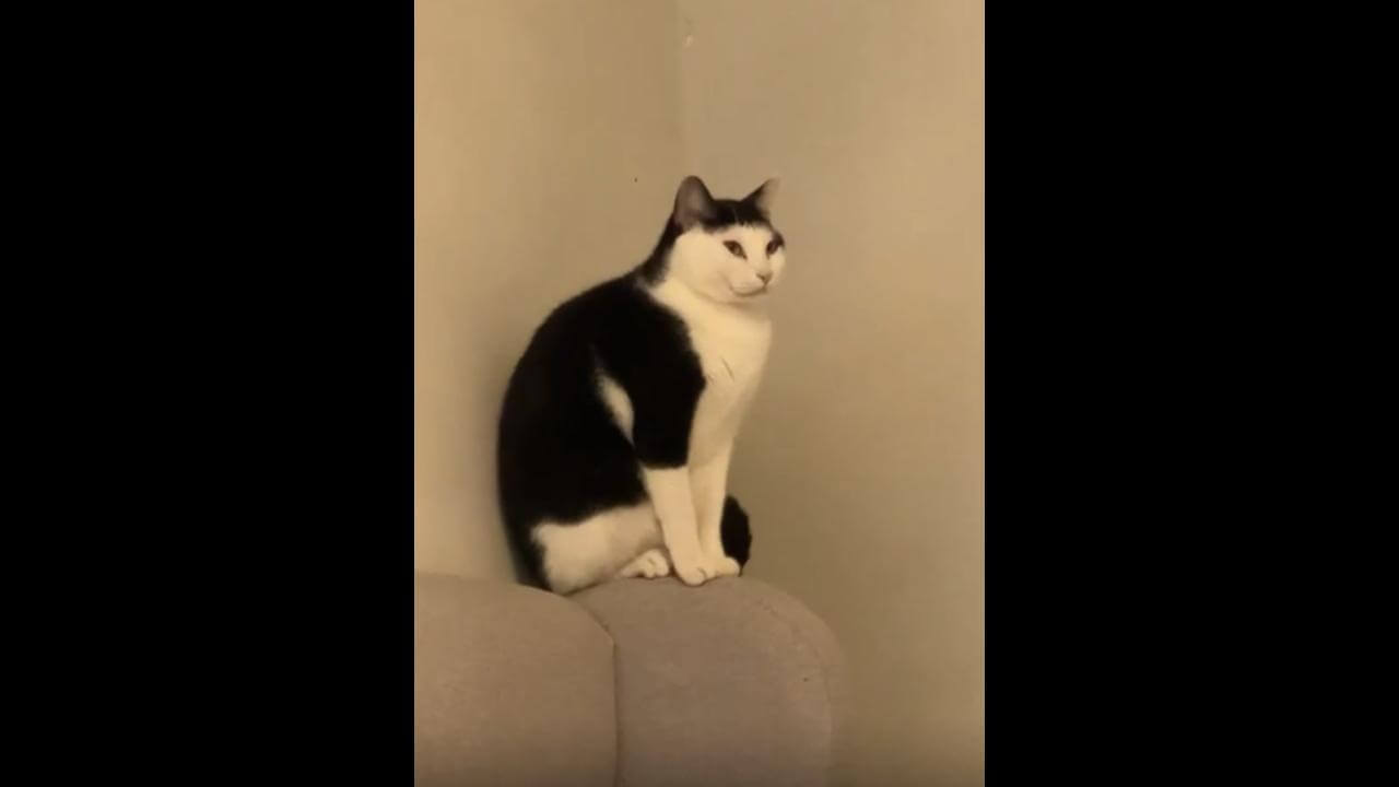 Gato Paçoca desapareceu no bairro São Cristóvão