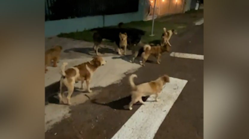 Cães de rua em “bando” gera indignação e insegurança no Bairro Floresta em Cascavel