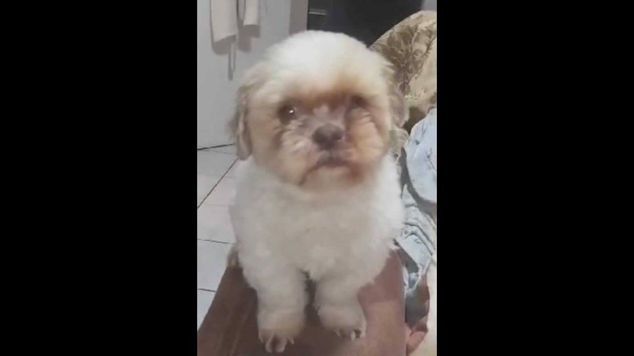 Cachorro Maky desapareceu no bairro Parque São Paulo