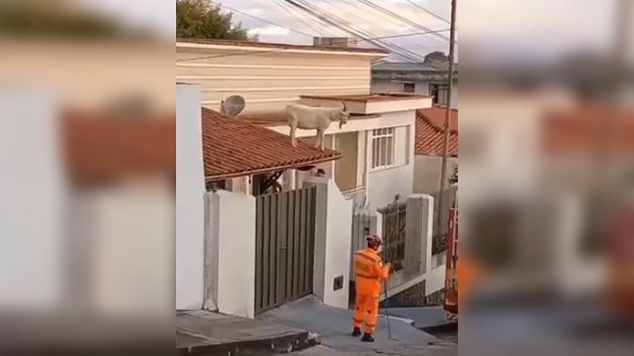 Bode sobe em telhado e mobiliza Corpo de Bombeiros